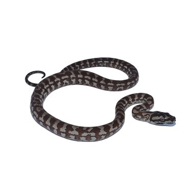 Caramel Carpet Python